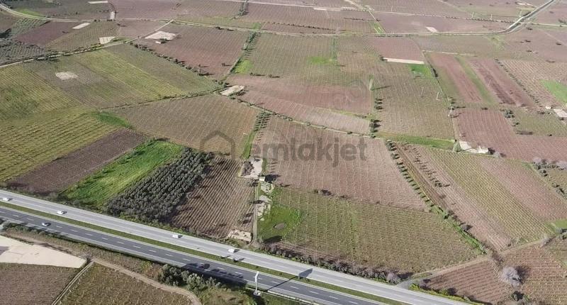 Ankara Asfaltına Cepheli 11180 M2 Zeytinlik - 21