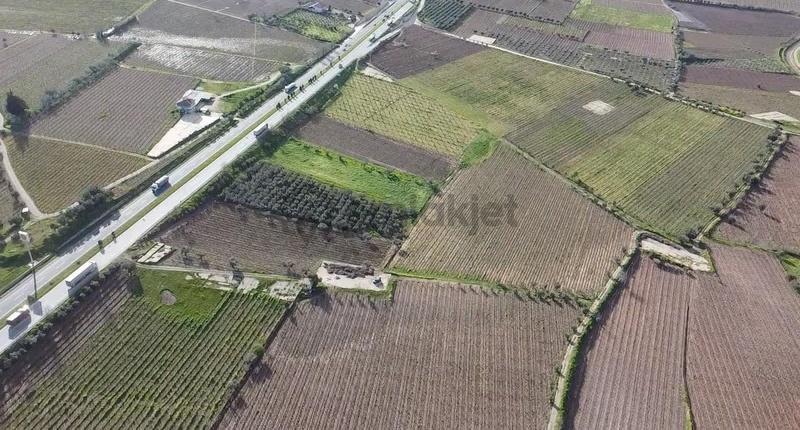 Ankara Asfaltına Cepheli 11180 M2 Zeytinlik - 15