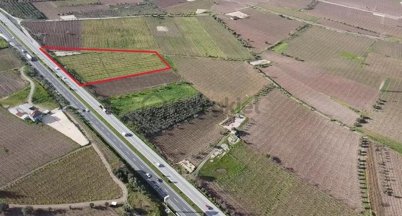 Ankara Asfaltına Cepheli 11180 M2 Zeytinlik - 9