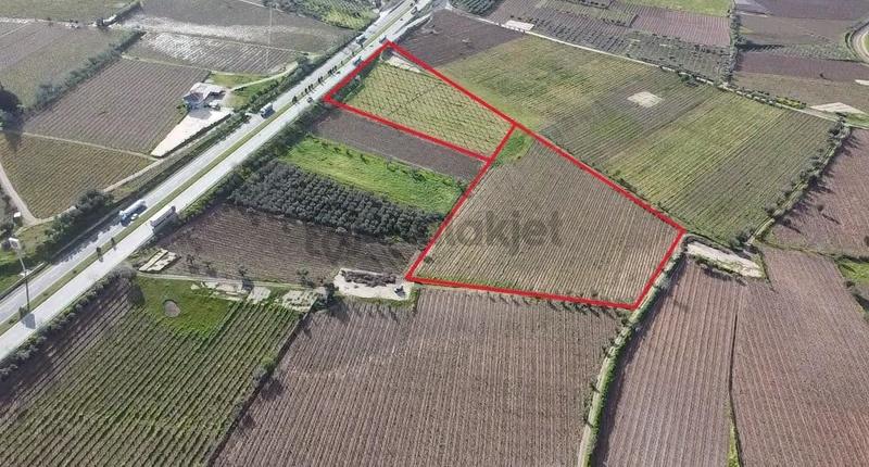 Ankara Asfaltına Cepheli 11180 M2 Zeytinlik - 17