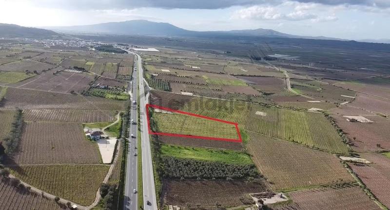 Ankara Asfaltına Cepheli 11180 M2 Zeytinlik - 13