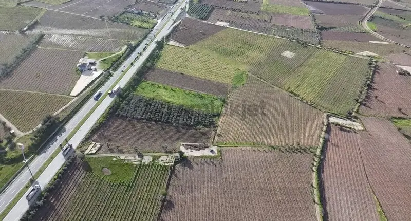 Ankara Asfaltına Cepheli 11180 M2 Zeytinlik - 14