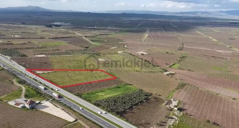 Ankara Asfaltına Cepheli 11180 M2 Zeytinlik - 2
