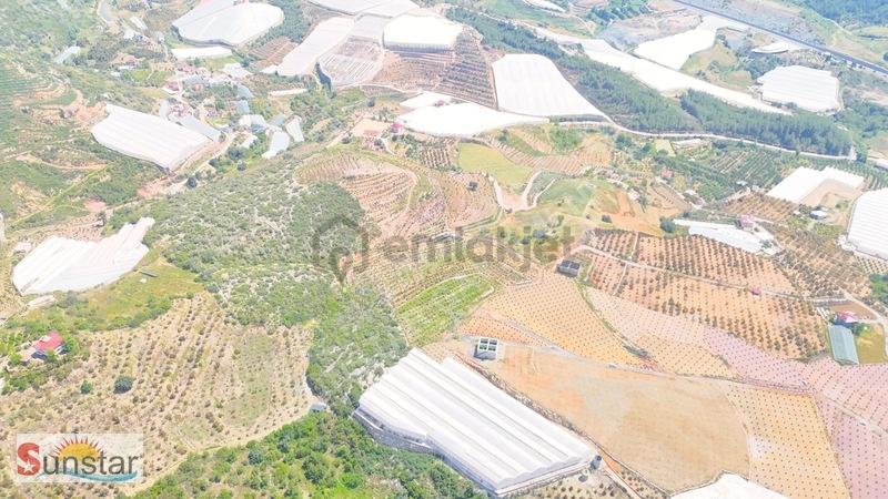 İmamlıda D400e 900 M Zeytin Avokado Lime Bahçesi - 4