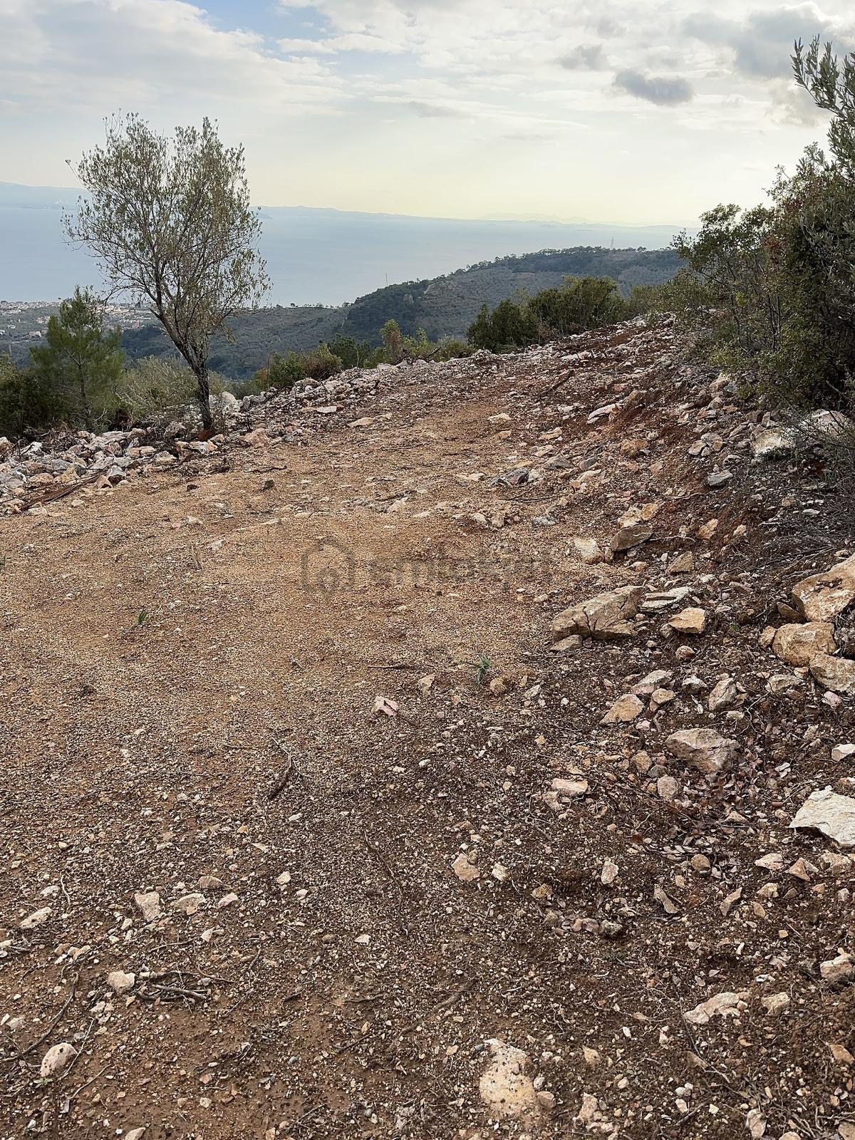 Sahibinden Sahibinden Satılık Zeytinlik - 3