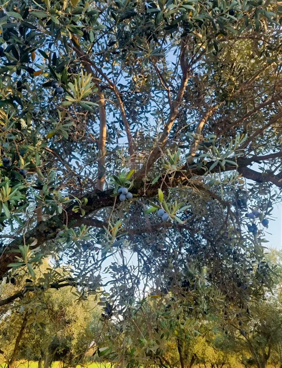 Karpuzlu'da Villa İmarlı Fırsat Satılık Arsa - 11