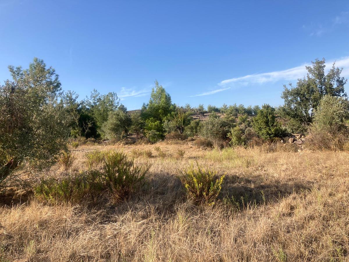 Bodrum'a Yakın, Ege'de Dev Yatırım! 20 Dönüm Zeytinli Tarla - 9