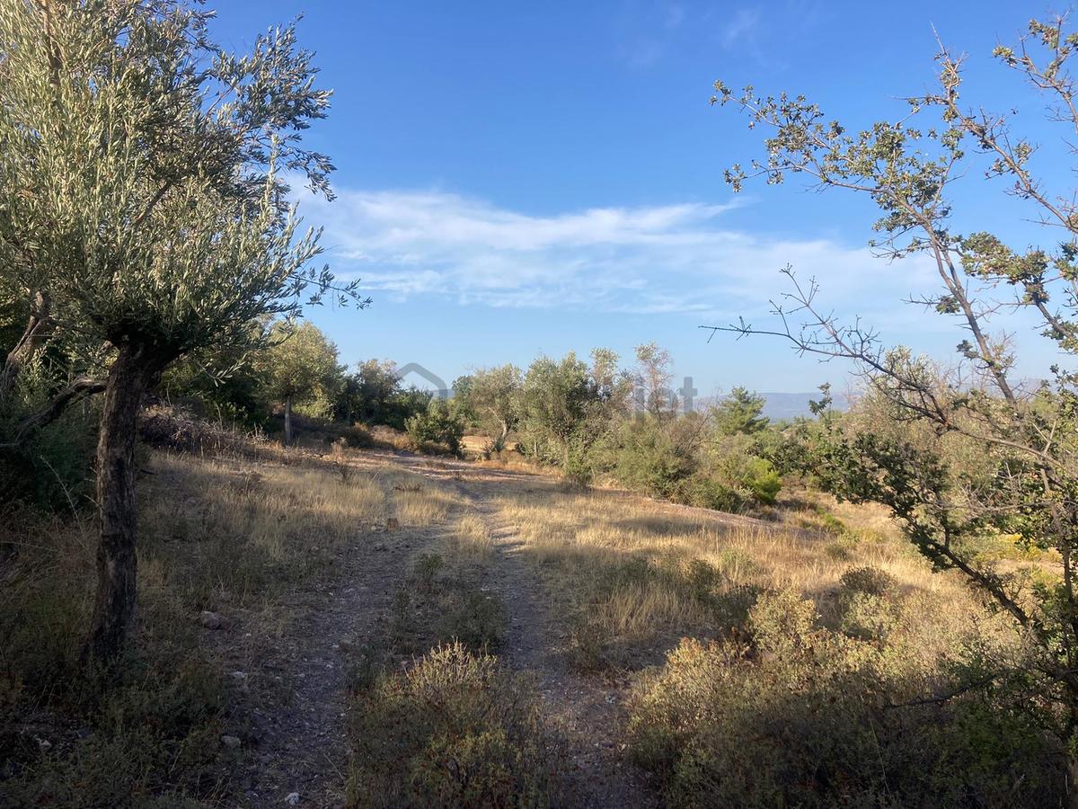 Bodrum'a Yakın, Ege'de Dev Yatırım! 20 Dönüm Zeytinli Tarla - 5