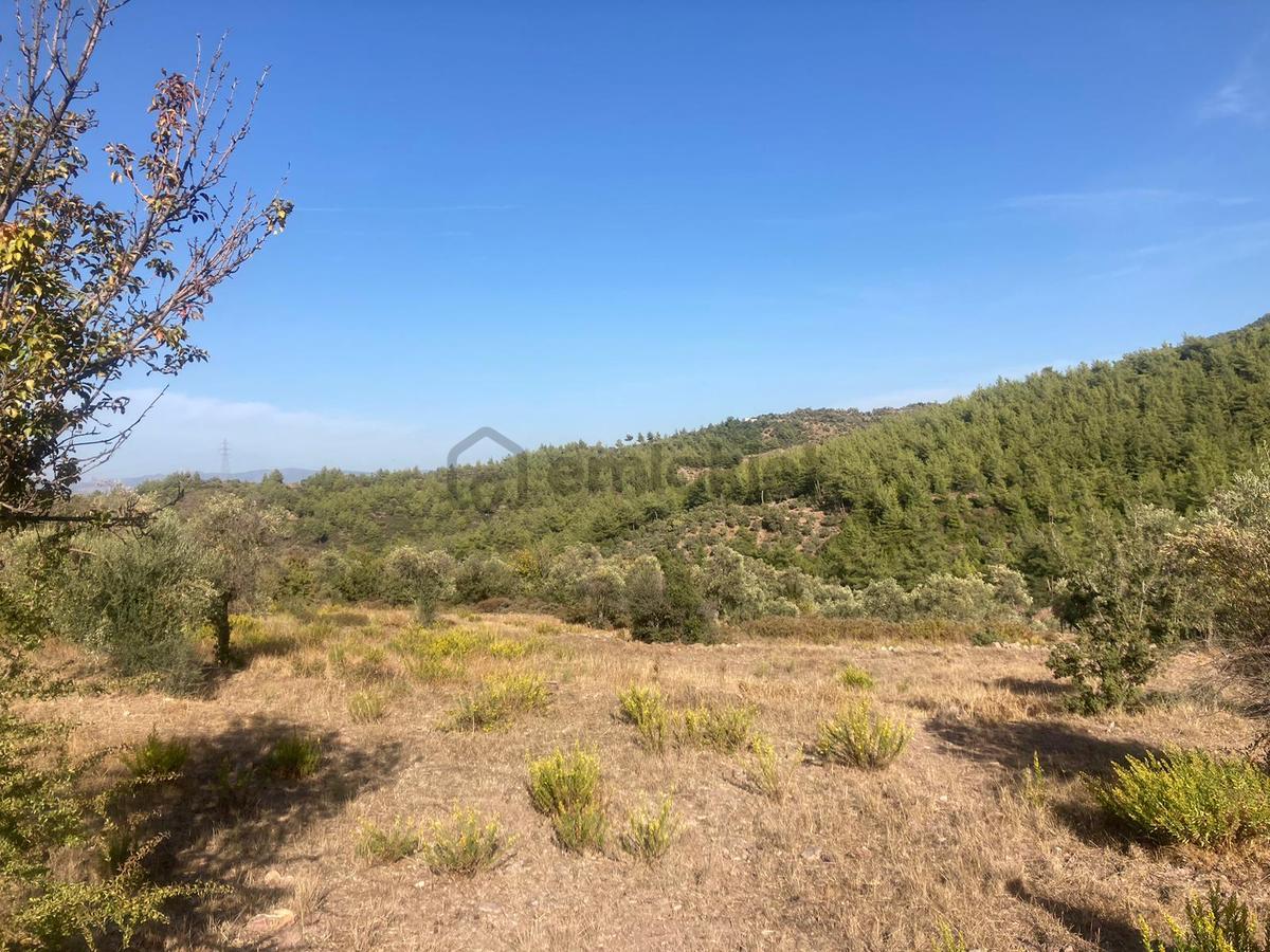 Bodrum'a Yakın, Ege'de Dev Yatırım! 20 Dönüm Zeytinli Tarla - 26