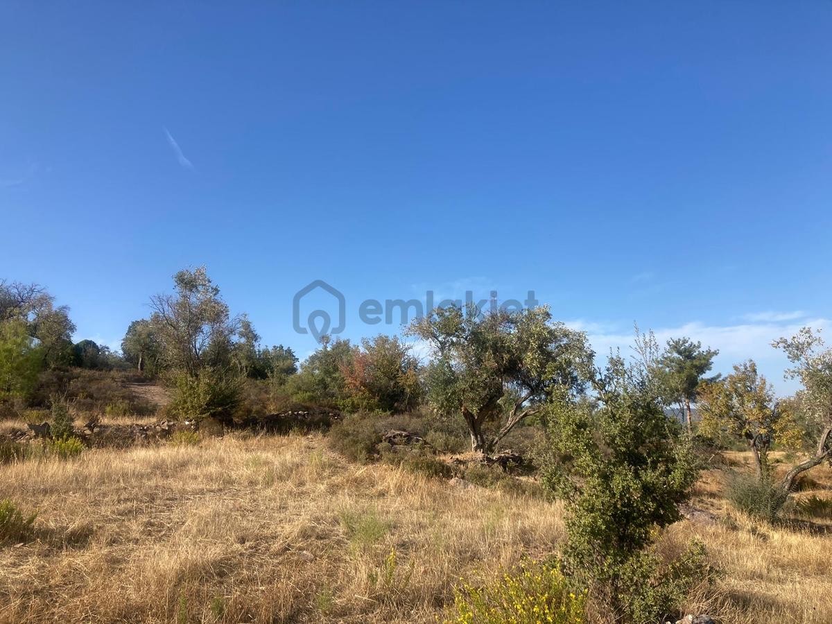 Bodrum'a Yakın, Ege'de Dev Yatırım! 20 Dönüm Zeytinli Tarla - 24