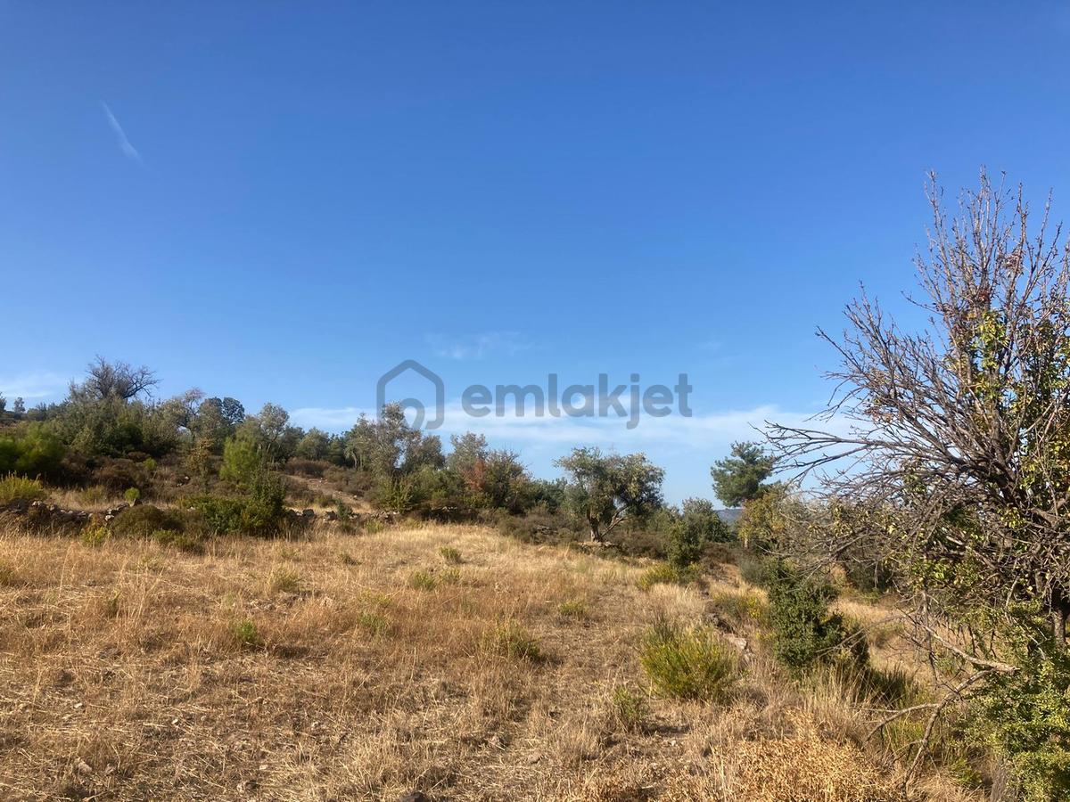 Bodrum'a Yakın, Ege'de Dev Yatırım! 20 Dönüm Zeytinli Tarla - 28