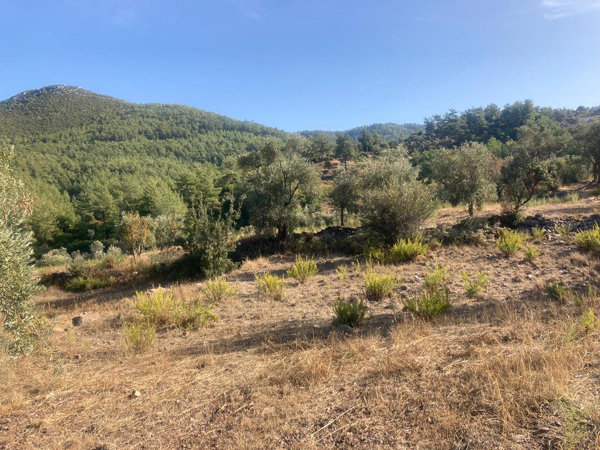 Bodrum'a Yakın, Ege'de Dev Yatırım! 20 Dönüm Zeytinli Tarla - 21
