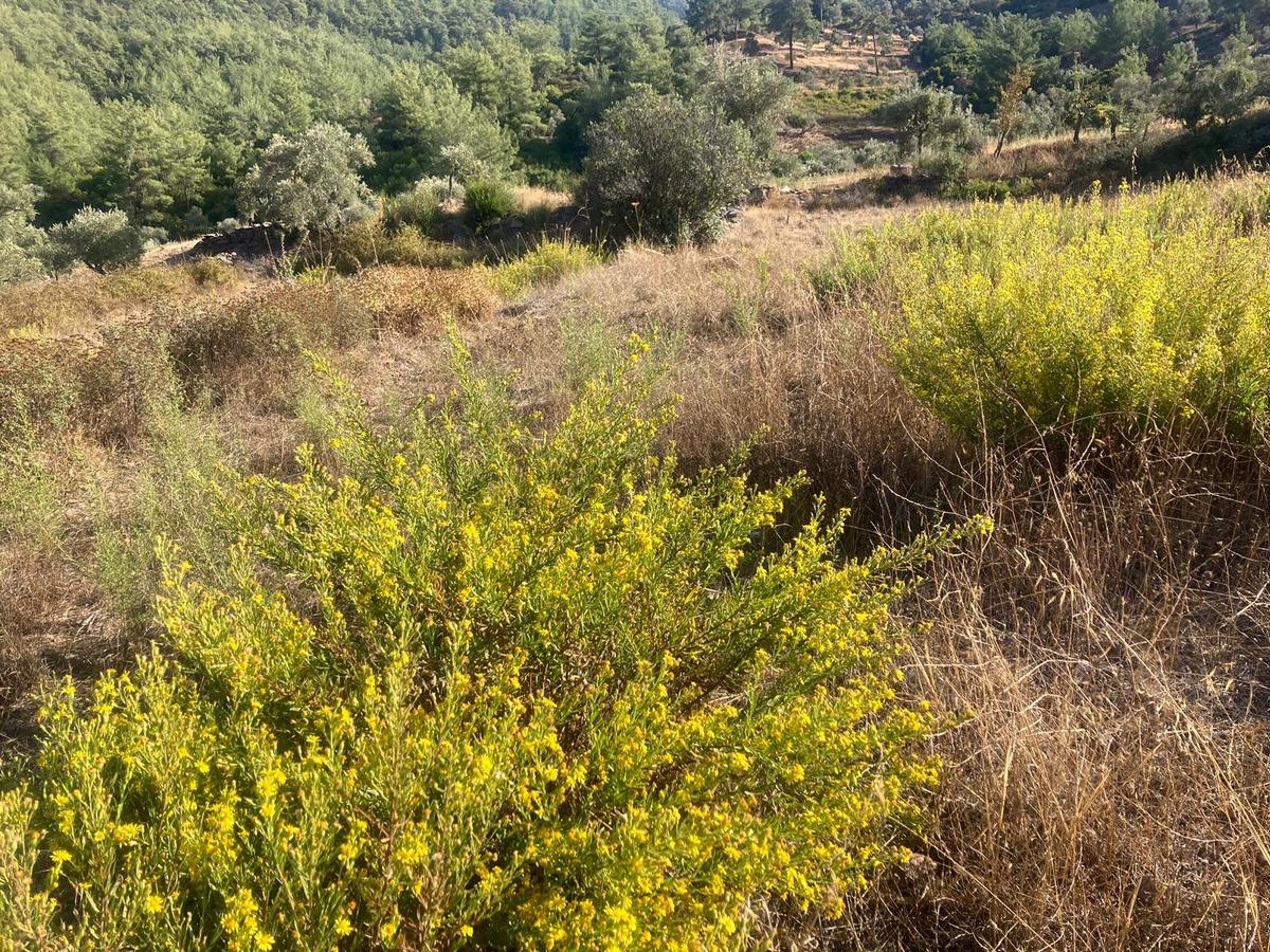 Bodrum'a Yakın, Ege'de Dev Yatırım! 20 Dönüm Zeytinli Tarla - 17