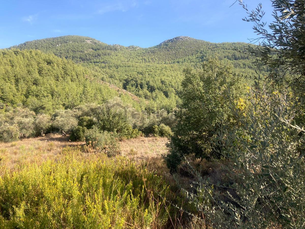 Bodrum'a Yakın, Ege'de Dev Yatırım! 20 Dönüm Zeytinli Tarla - 12