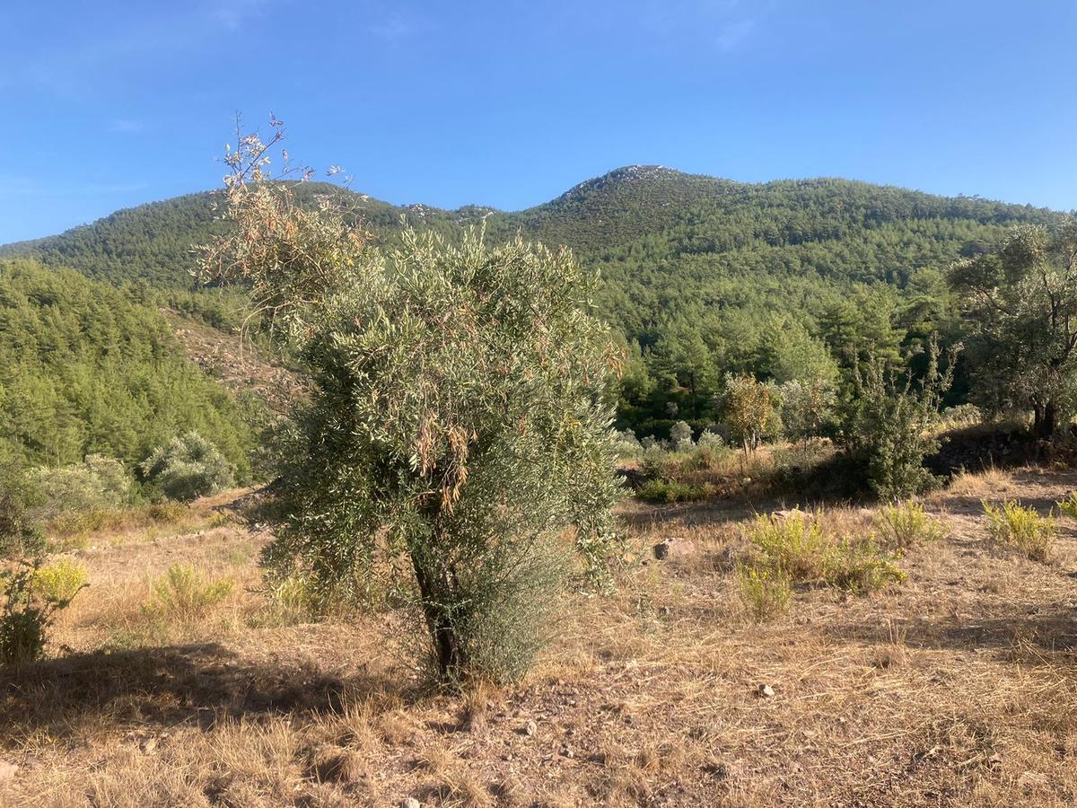 Bodrum'a Yakın, Ege'de Dev Yatırım! 20 Dönüm Zeytinli Tarla - 25