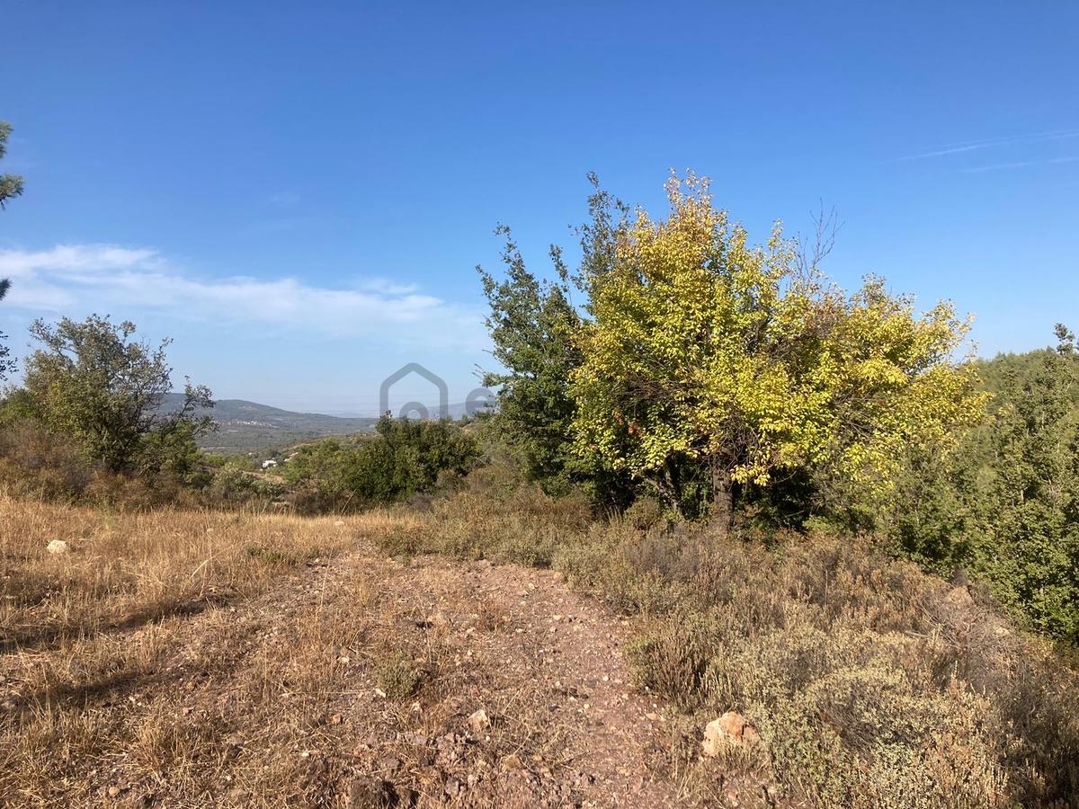 Bodrum'a Yakın, Ege'de Dev Yatırım! 20 Dönüm Zeytinli Tarla - 16