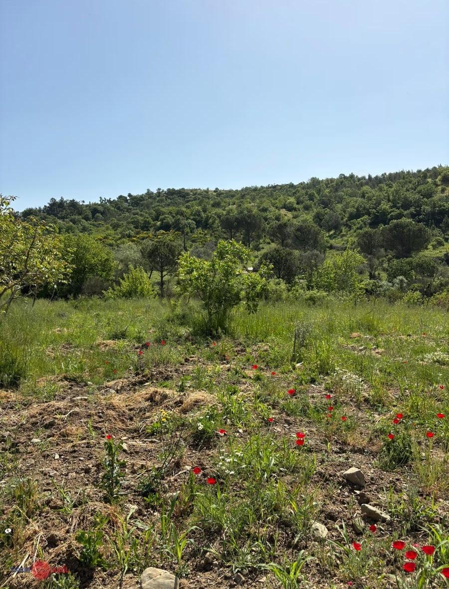 Bergama Tırmanlar Köyünde Satılık Cevizlik - 2
