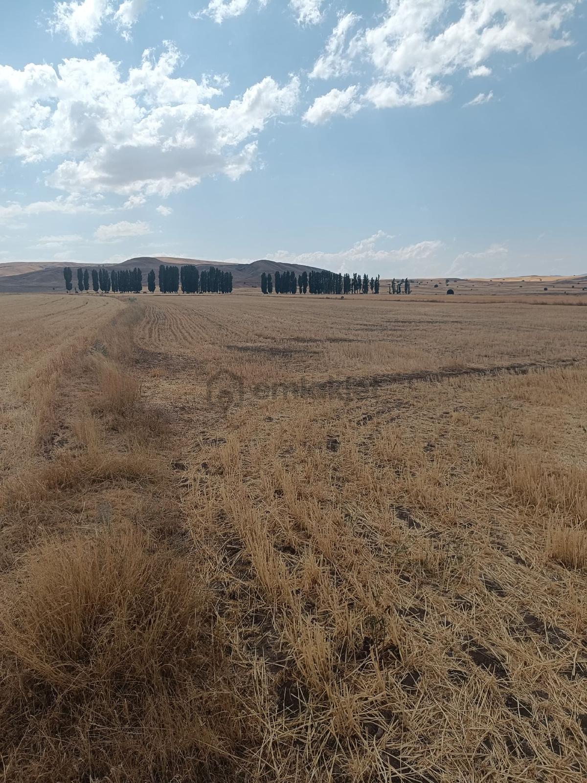 Sahibinden Satılık 12 Dönüm Tarla - 14