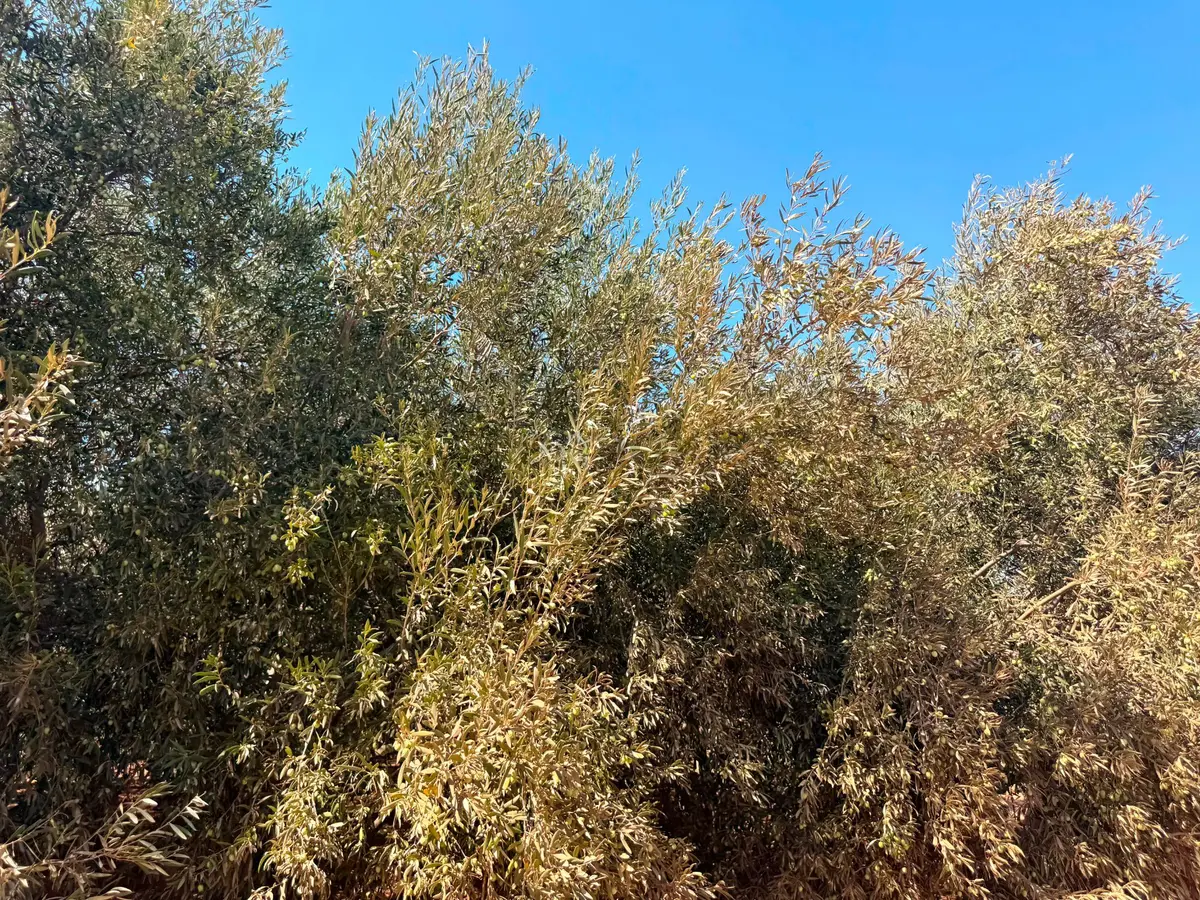 Antalya Havalimanı Yakını 318m2 İmarlı Problemsiz Satılık Arsa - 22