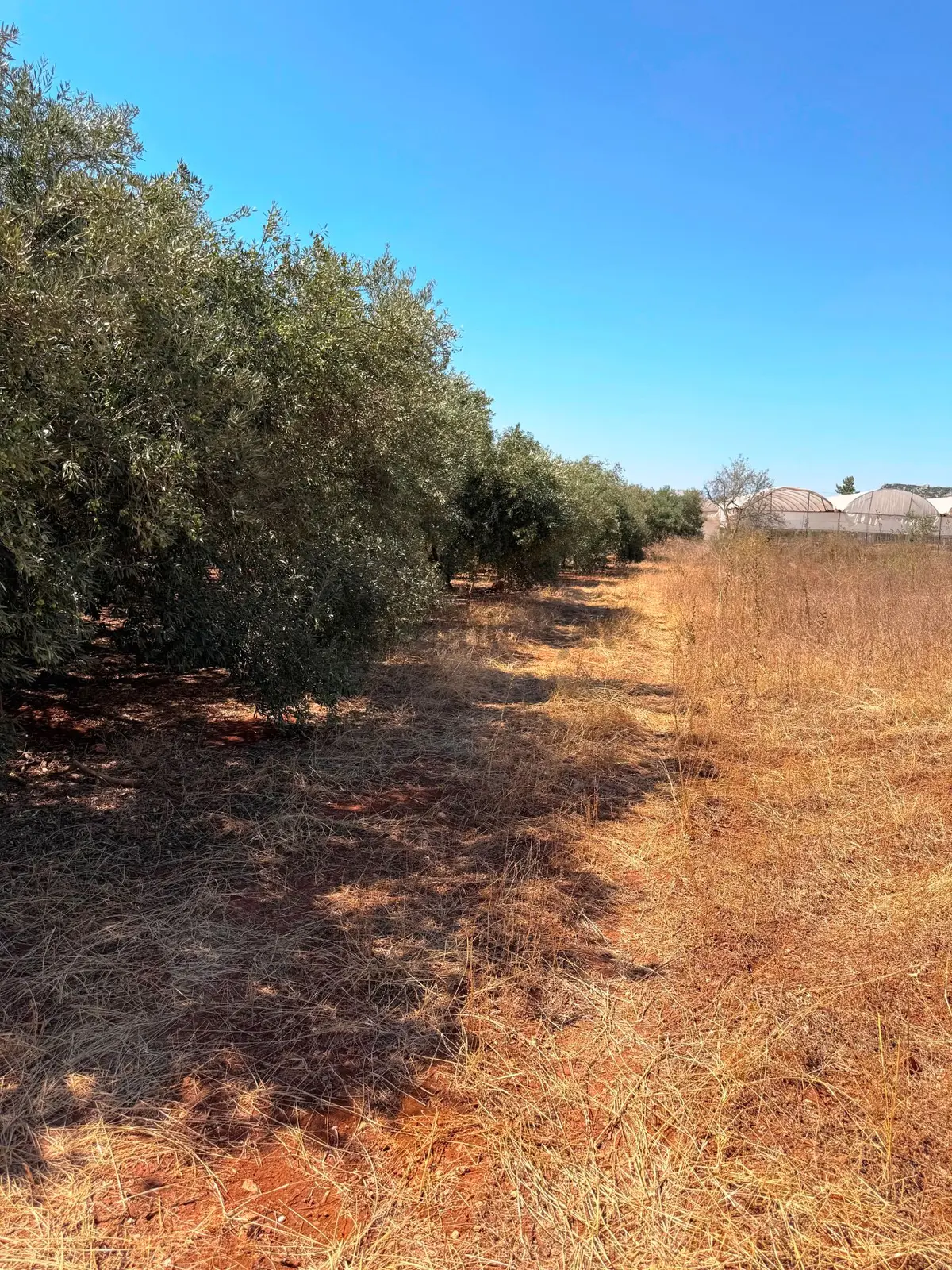 Antalya Havalimanı Yakını 318m2 İmarlı Problemsiz Satılık Arsa - 7