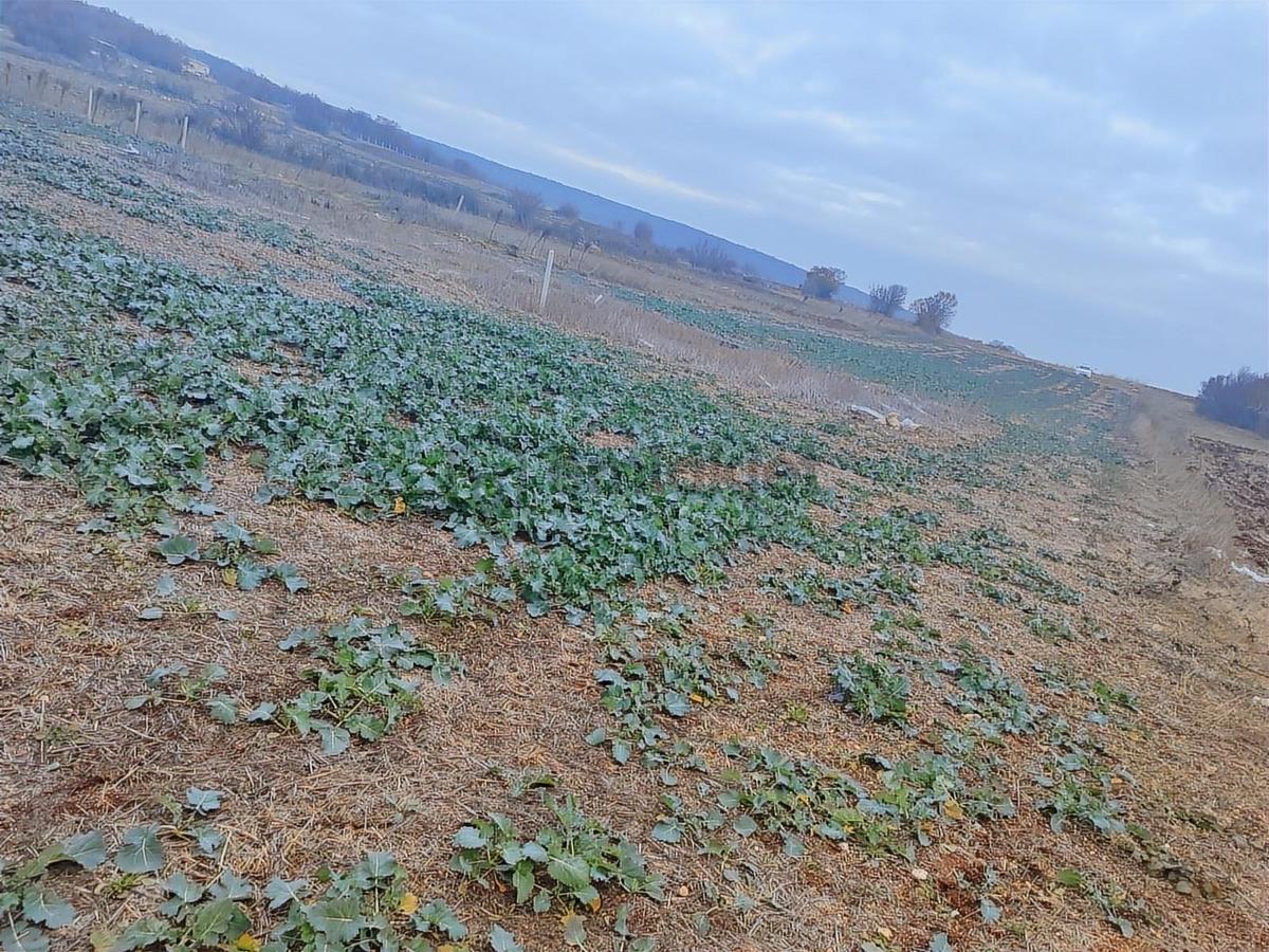 Kırklareli Vize Evrenli Mahalle Dibi 275 M² Tarla - 3