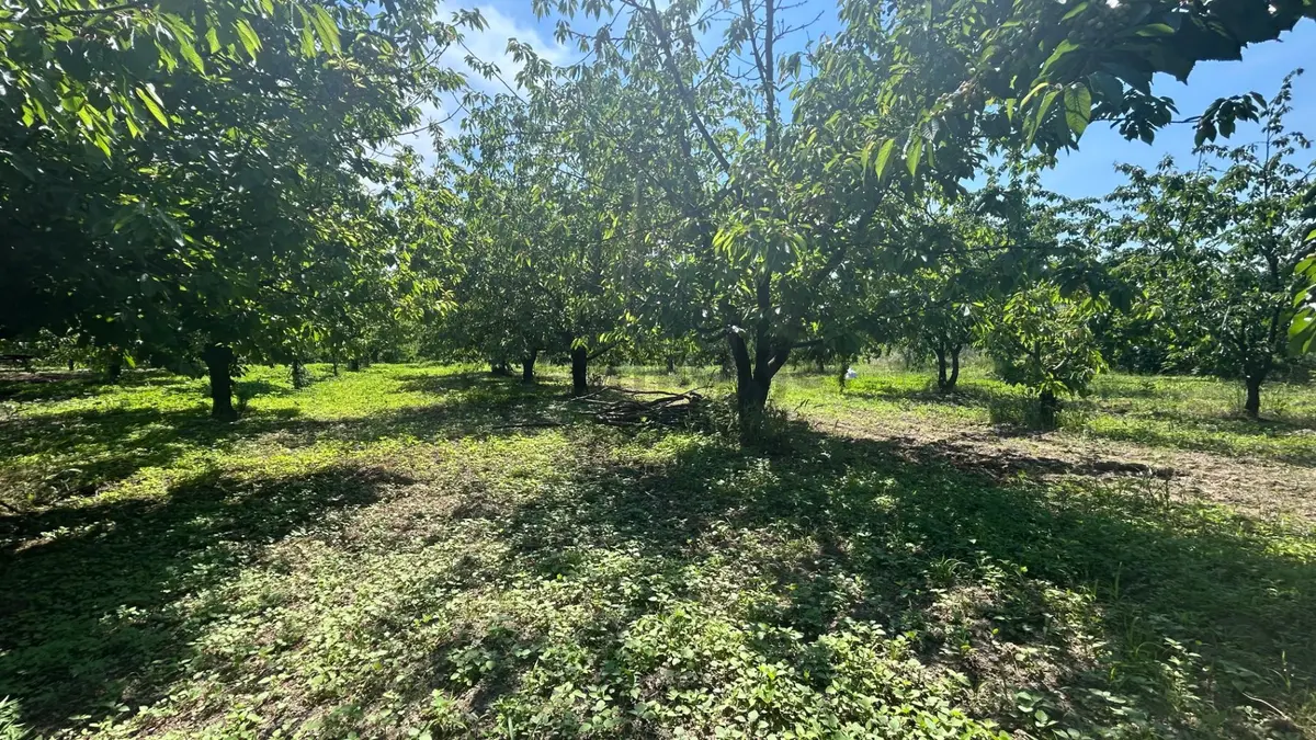 Uzmanlar'dan Karamürsel Akçat 1440 M2 %5 İmarlı Satılık Meyve Bahçesi - 7