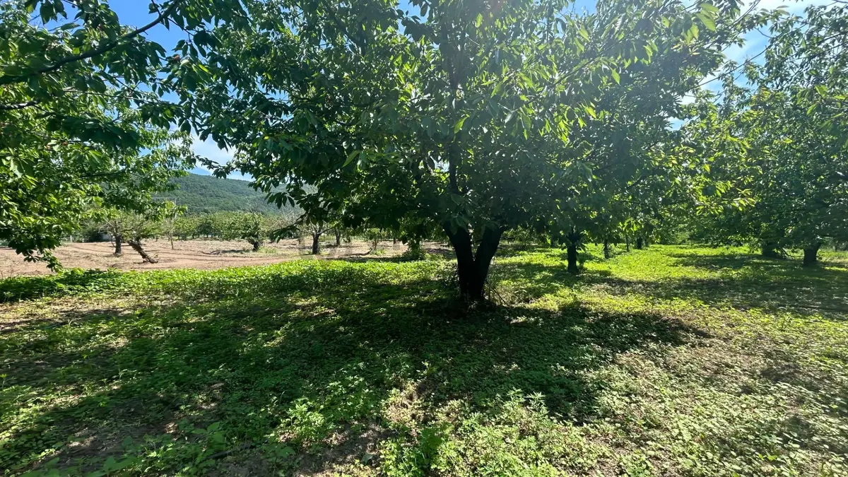 Uzmanlar'dan Karamürsel Akçat 1440 M2 %5 İmarlı Satılık Meyve Bahçesi - 6