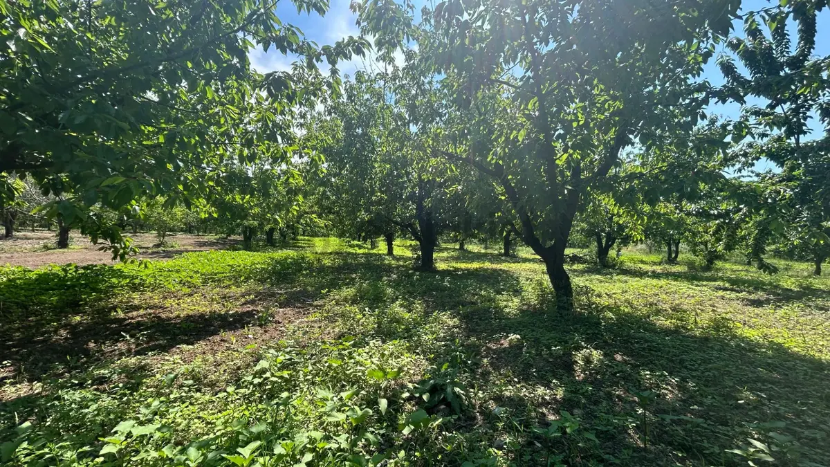 Uzmanlar'dan Karamürsel Akçat 1440 M2 %5 İmarlı Satılık Meyve Bahçesi - 9