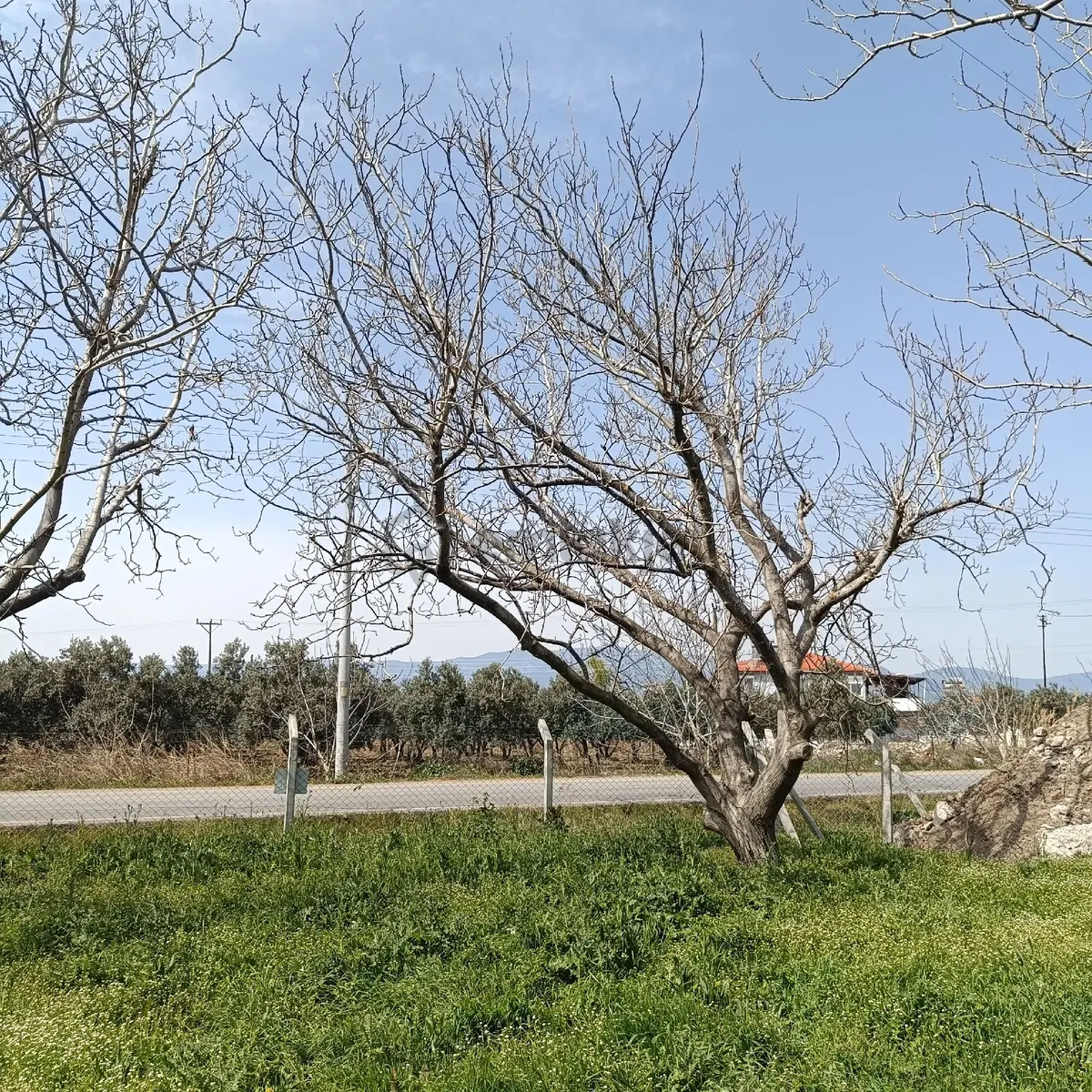 Sahibinden Burhaniye Çoruk Mahallesinde Satılık Arsa - 12