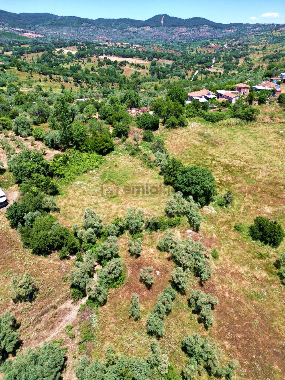 Hb'den Satılık Zeytinlik, 2.546 M² Ulaşımı Kolay Verimli Bölgede - 11