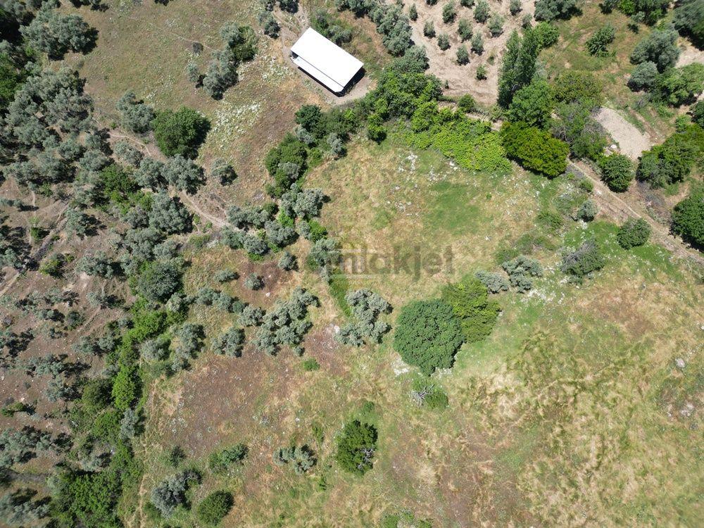 Hb'den Satılık Zeytinlik, 2.546 M² Ulaşımı Kolay Verimli Bölgede - 8