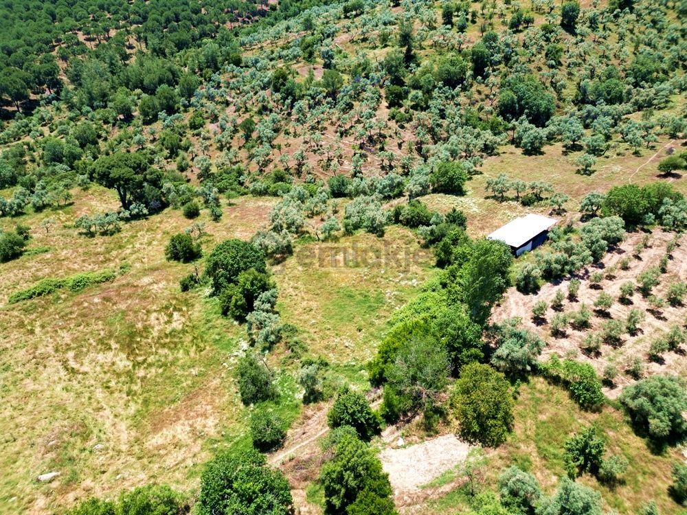 Hb'den Satılık Zeytinlik, 2.546 M² Ulaşımı Kolay Verimli Bölgede - 4