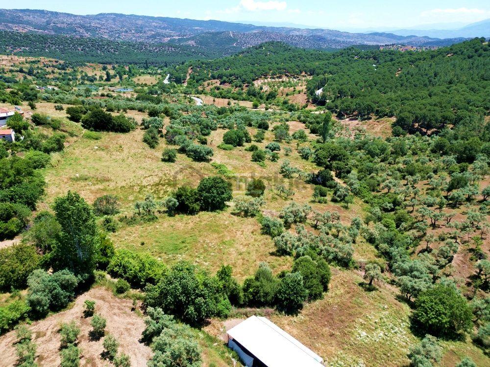 Hb'den Satılık Zeytinlik, 2.546 M² Ulaşımı Kolay Verimli Bölgede - 3