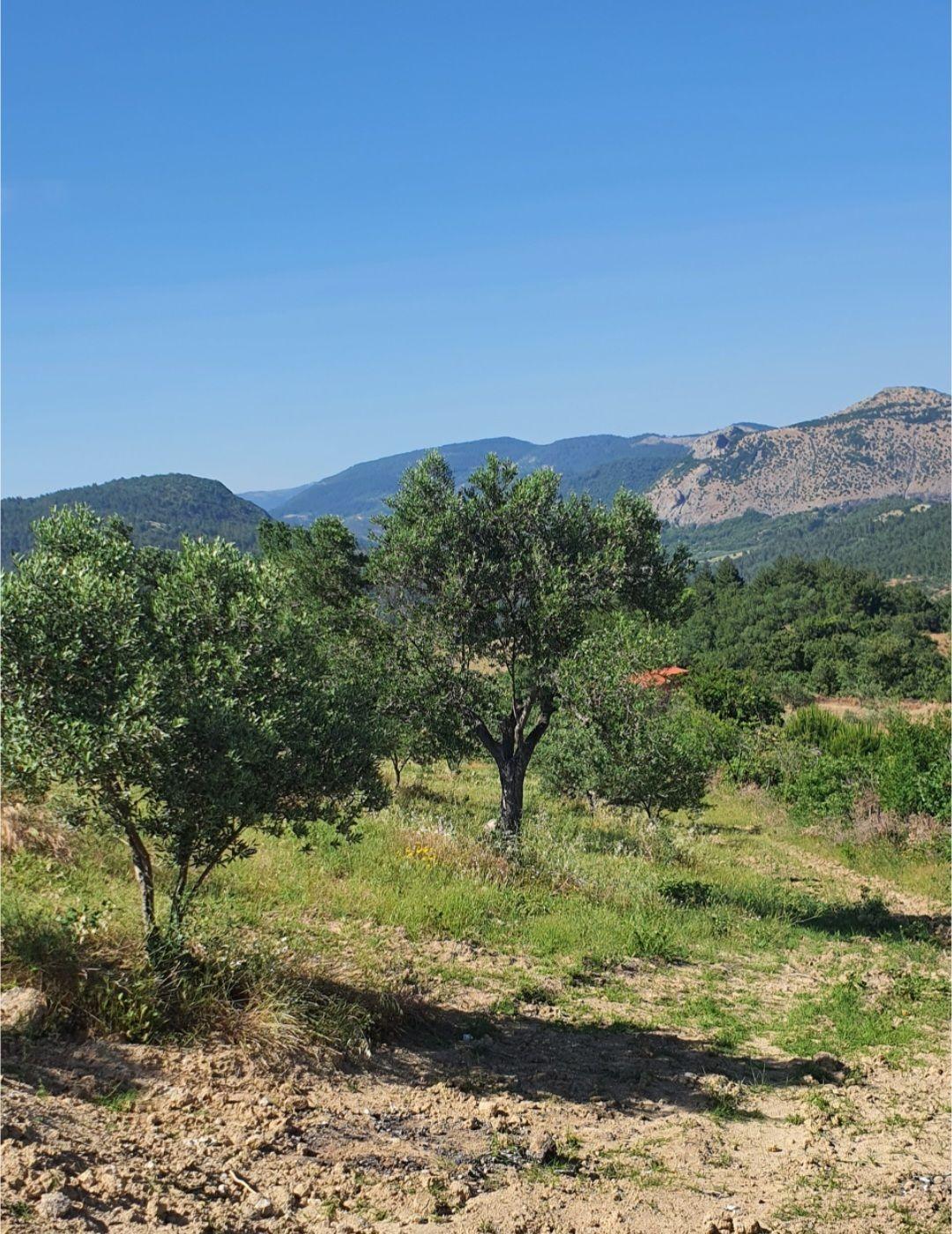 Sahibinden Bergama Muratlarda Muhteşem Zeytinlik+ev Satılık - 16