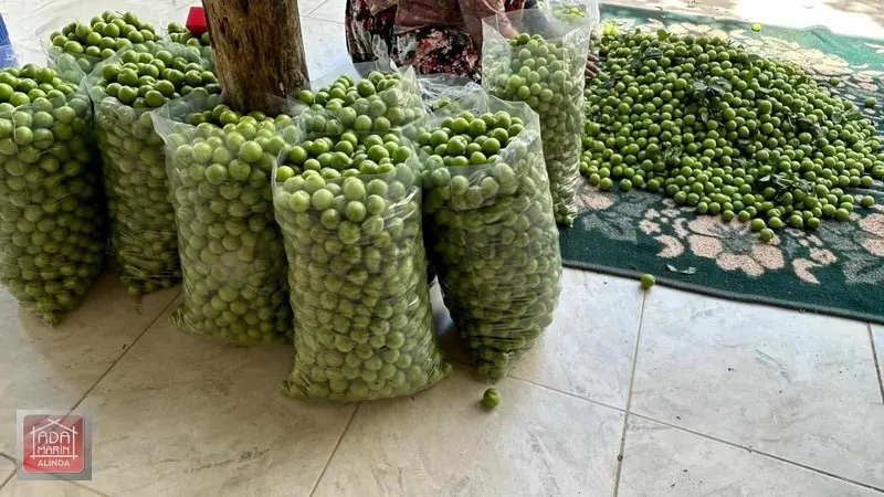 Ödemiş Mescitlide Yüksek Gelirli Satılık Çiftlik - 11