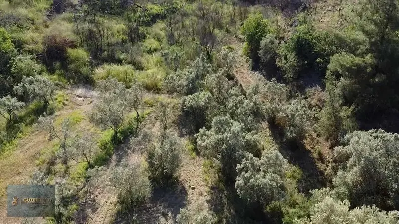 Bilecik Osmaneli Ciciler'de Kupon Zeytin Bahçesi - 12
