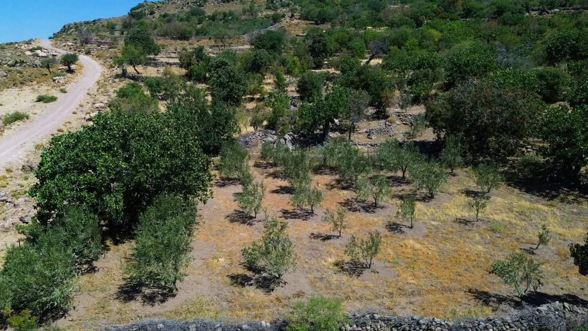 Yunusemre Dağyenice Mahallesinde Satılık Tarlalar - 2