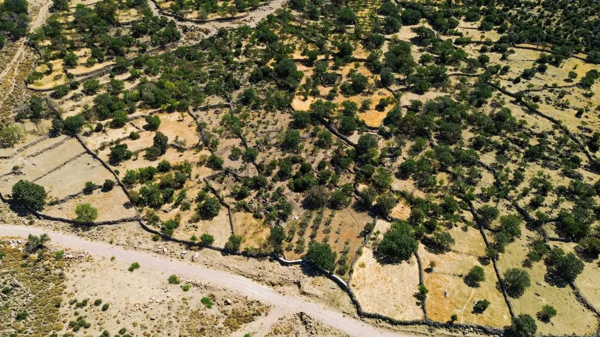 Yunusemre Dağyenice Mahallesinde Satılık Tarlalar - 20