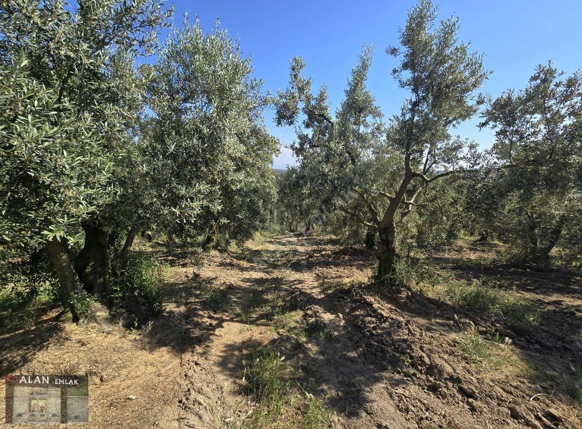 İpekyayla Da Bakımlı Zeytinlik - 7