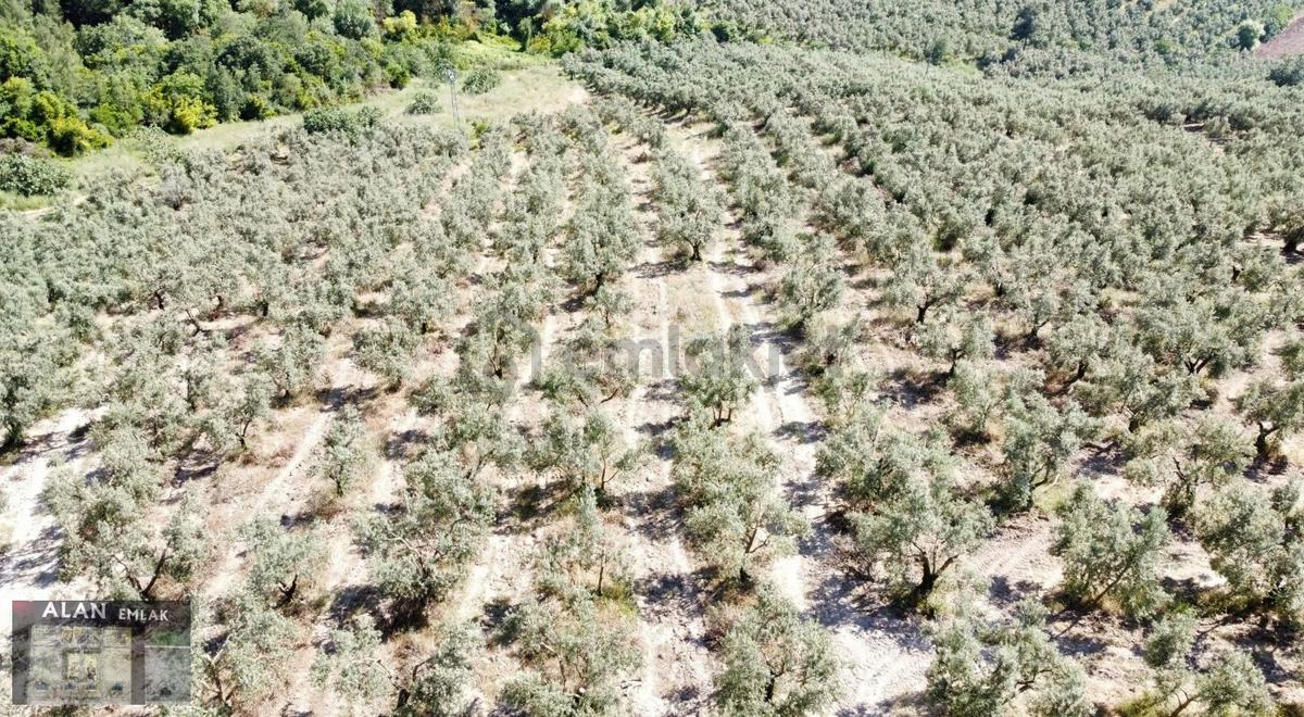 İpekyayla Da Bakımlı Zeytinlik