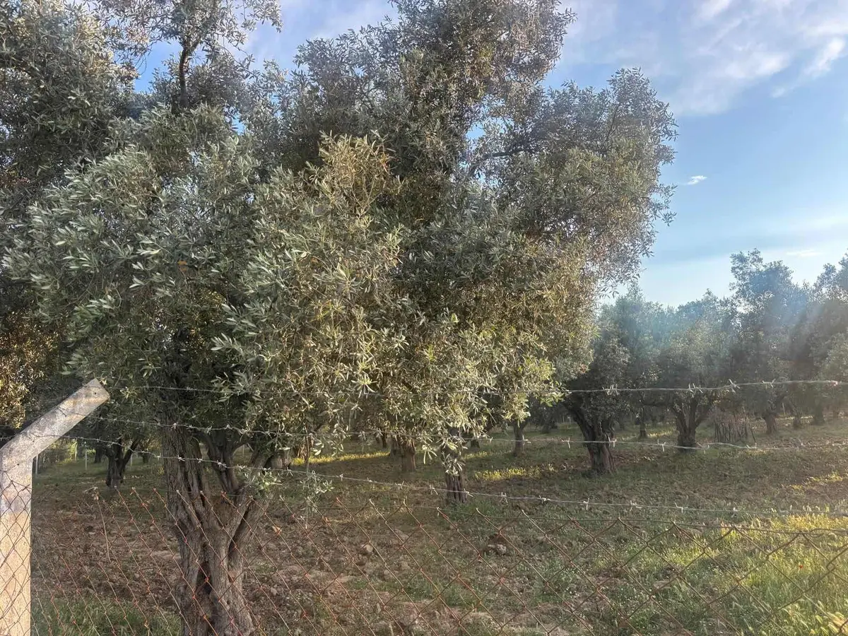 Satılık Bağ Bahçe - 16
