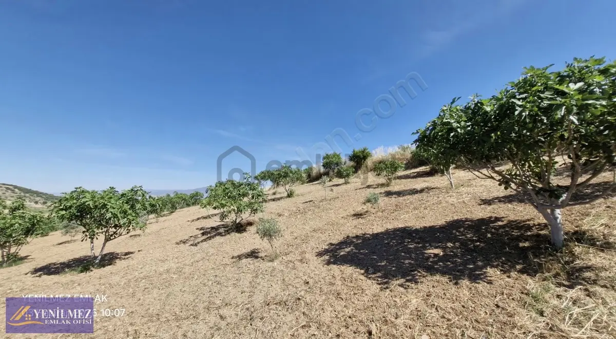 Satılık İncir Ve Zeytin Bahçesi - 6