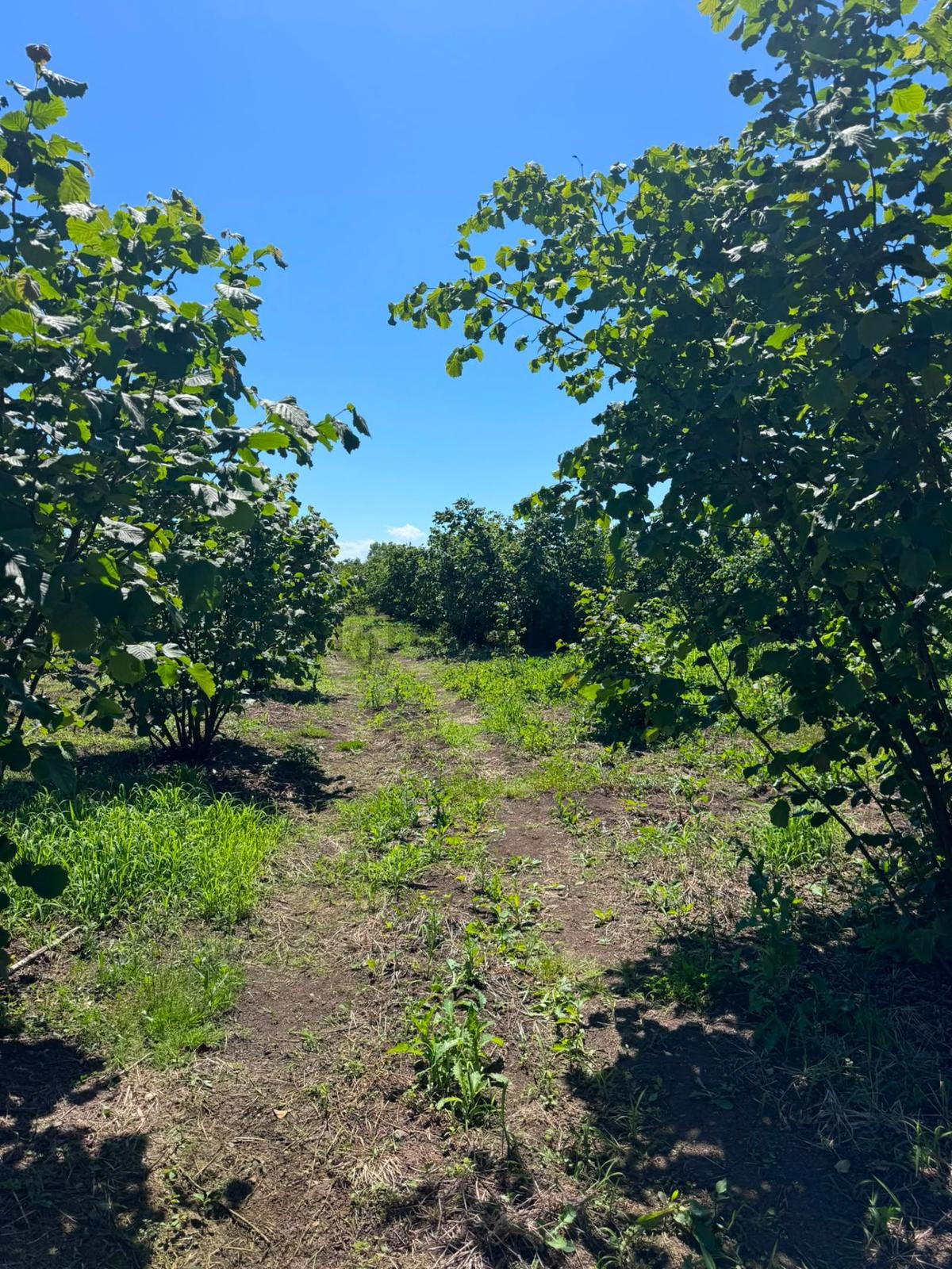 Çarşamba Karamustafalı'da Satılık 3469 M² Tarla - 9