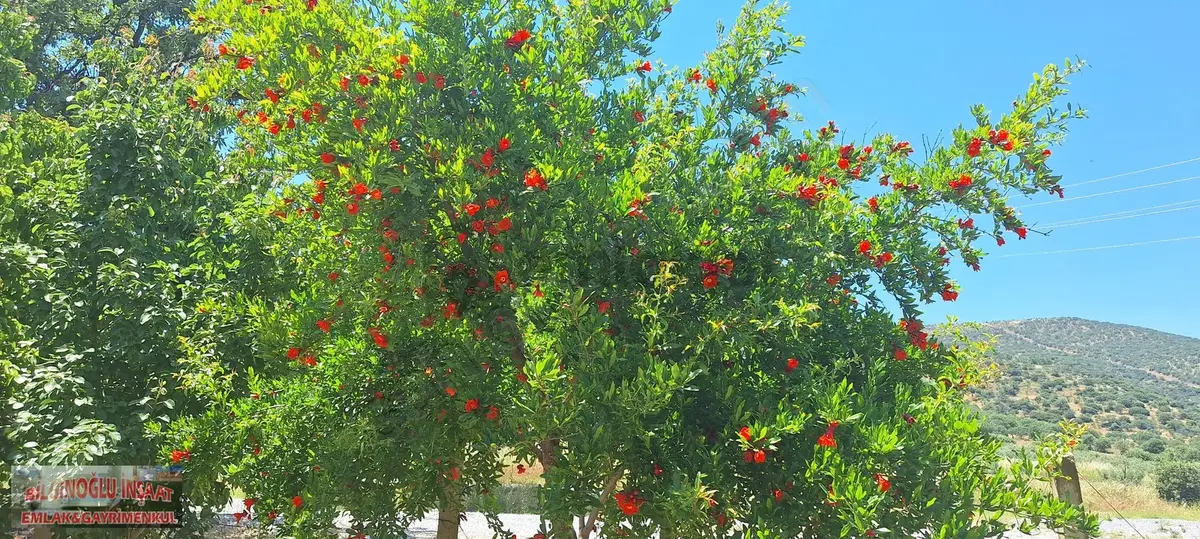 Bilginoğlu Emlaktan Manisa Salihli Zeytin Bahçesi - 15