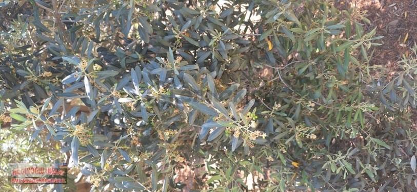Bilginoğlu Emlaktan Manisa Salihli Zeytin Bahçesi - 13
