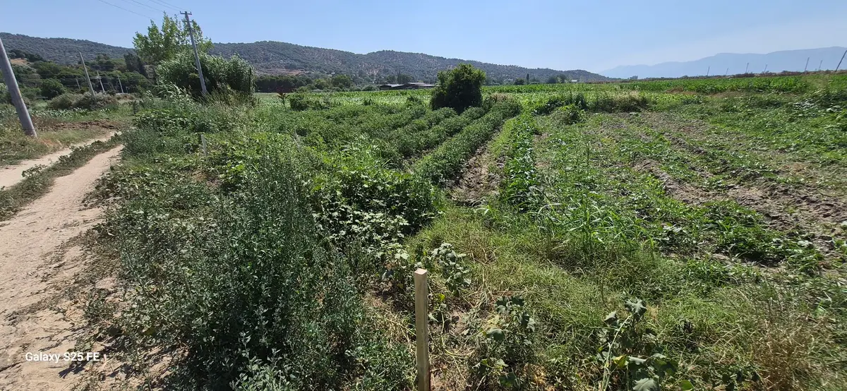 Satılık Arsa Kusadasına 35 Km - 6