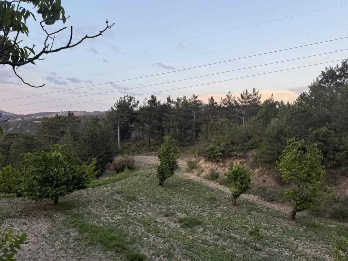 26.000 M2 İçersinde Ceviz Ve Çam Ağaçları Olan Arazi - 7