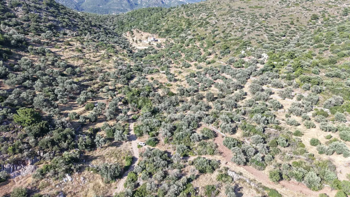 Datça Yaka Mah. Zeytinlik Satılık 5.089 M² - 24