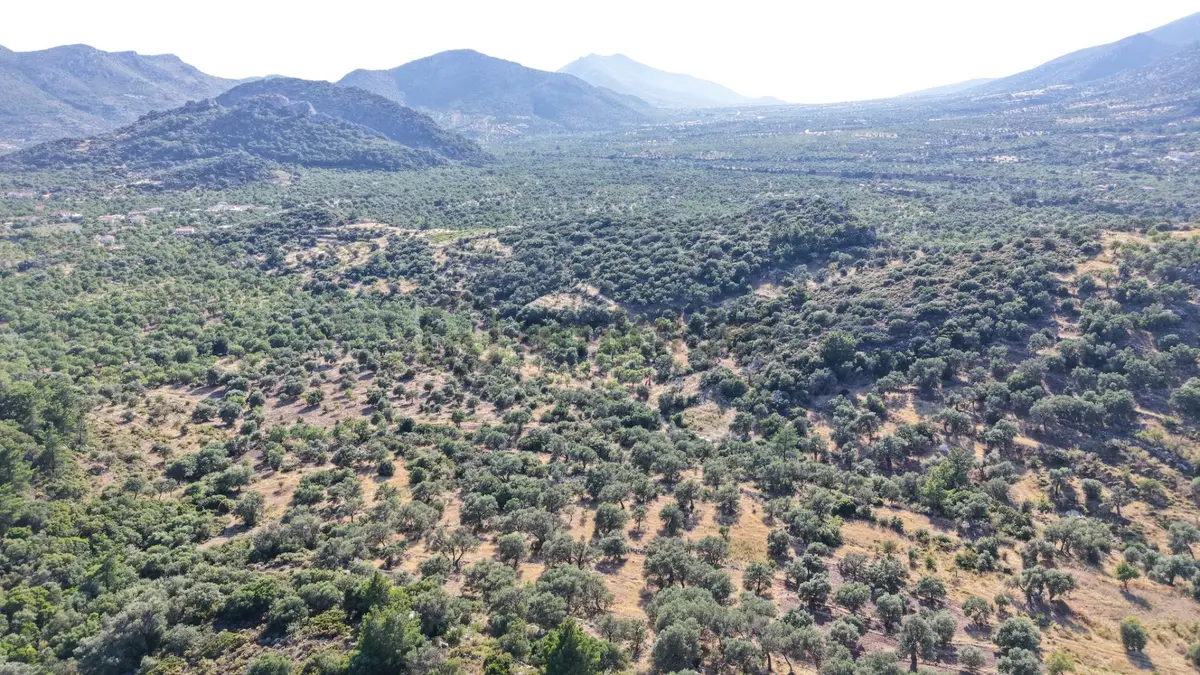 Datça Yaka Mah. Zeytinlik Satılık 5.089 M² - 34