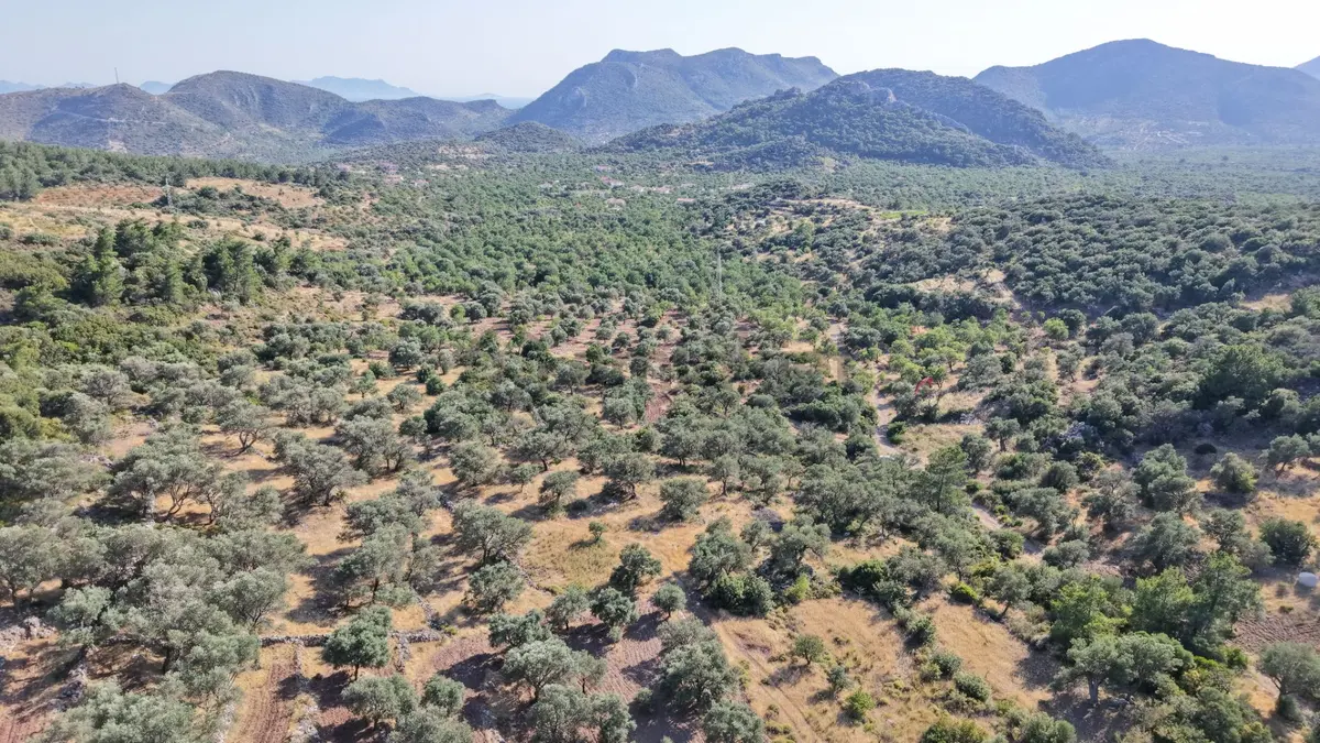 Datça Yaka Mah. Zeytinlik Satılık 5.089 M² - 16